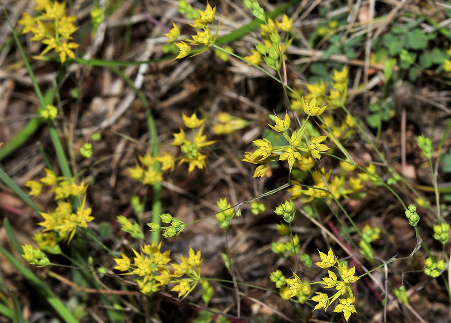 Dalla Grecia: Bupleurum apiculatum?